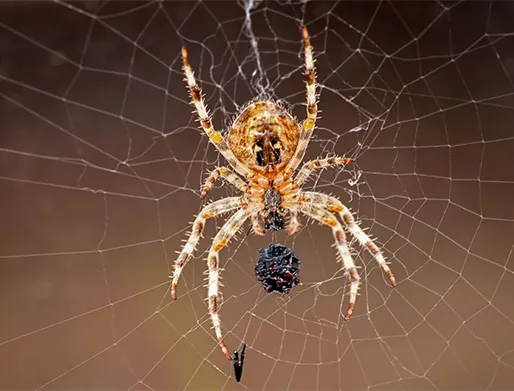 Dedetização de Aranhas na Zona Norte